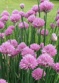 Allium schoenoprasum 'Rising Star'